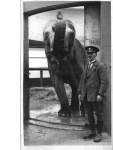George Albert Braham - elephant 2- Whipsnade.jpg